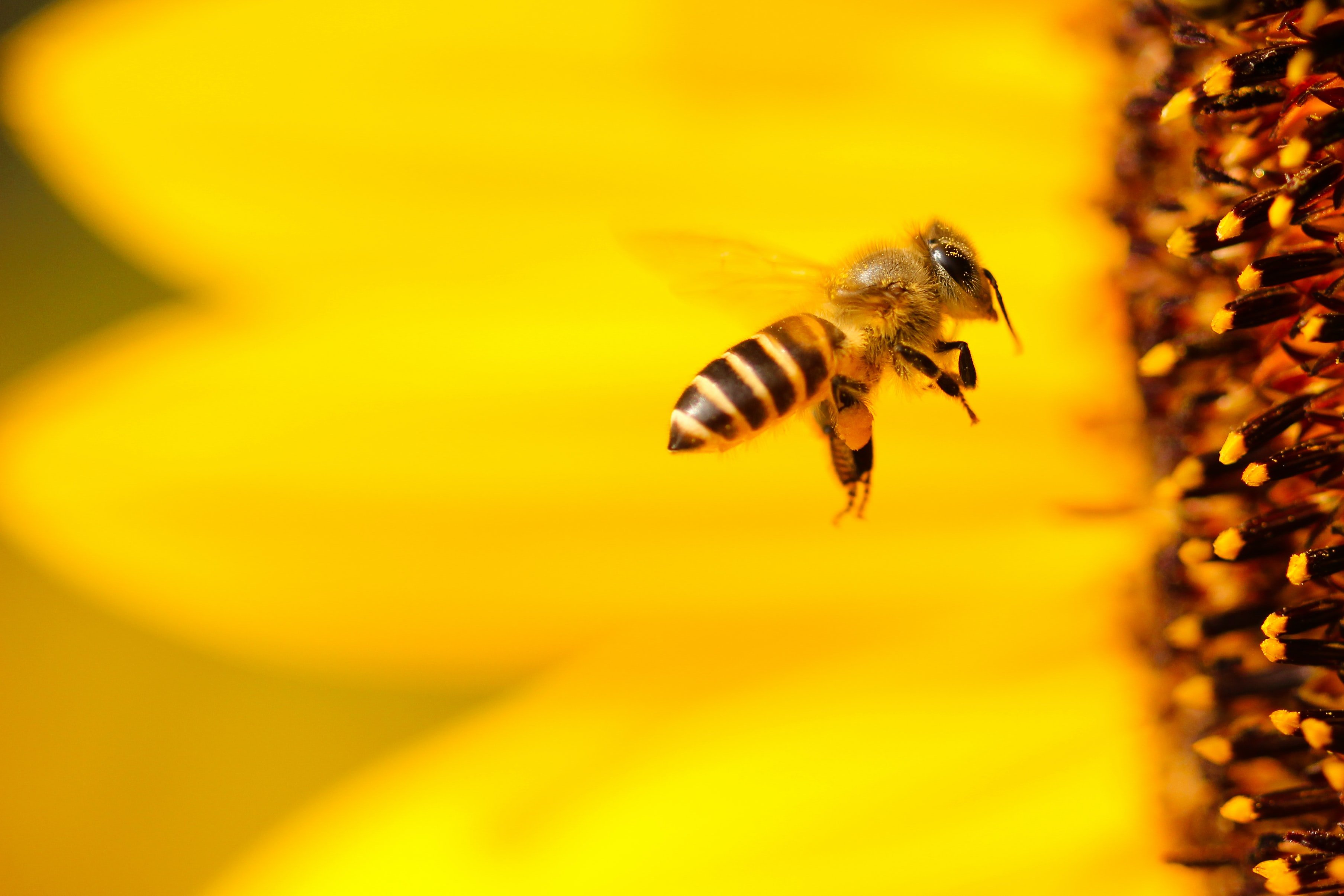 The Dance of the Bees: Finding Your Path as a Creator